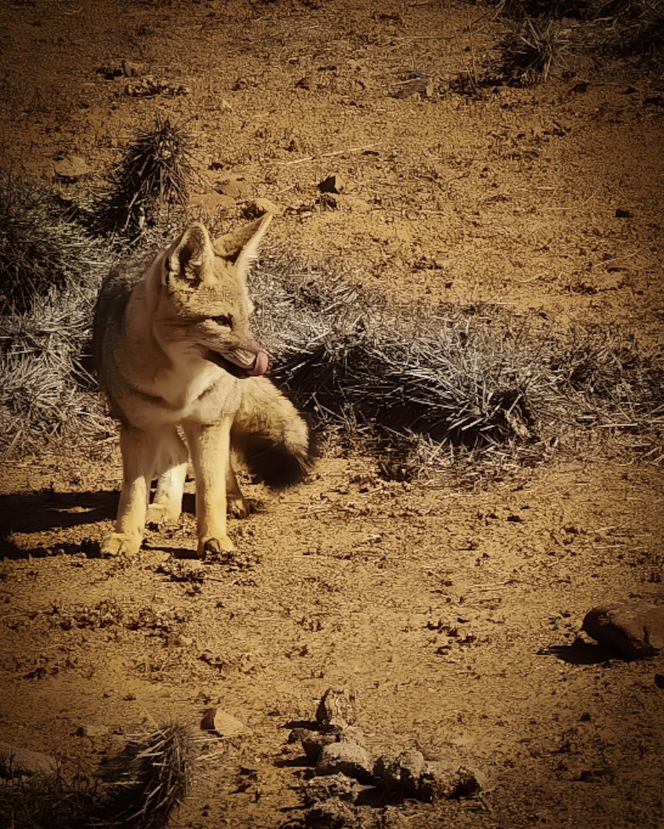 Reserva #zorros camino a Punta Choros. @vecinoslaserena @Coquimbo4Region     #puntadechoros #regiondecoquimbo #decoquimbosoy  #foxpictures #foxofinstagram #foxlovers #fauna #faunadechile #wildlifephotography #wildlife #natgeoyourshot #natgeo #eltiempochv  #clickdomingo