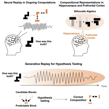 Phenomics_J's tweet photo. Behrens et al. suggest a computational bridge between apparently distinct functions of hippocampal-prefrontal circuitry and a role for generative replay in compositional inference and hypothesis testing. @CellCellPress #Phenomics #hippocampus #cognitive https://t.co/axYYh9fpTq https://t.co/9NGdalNd34