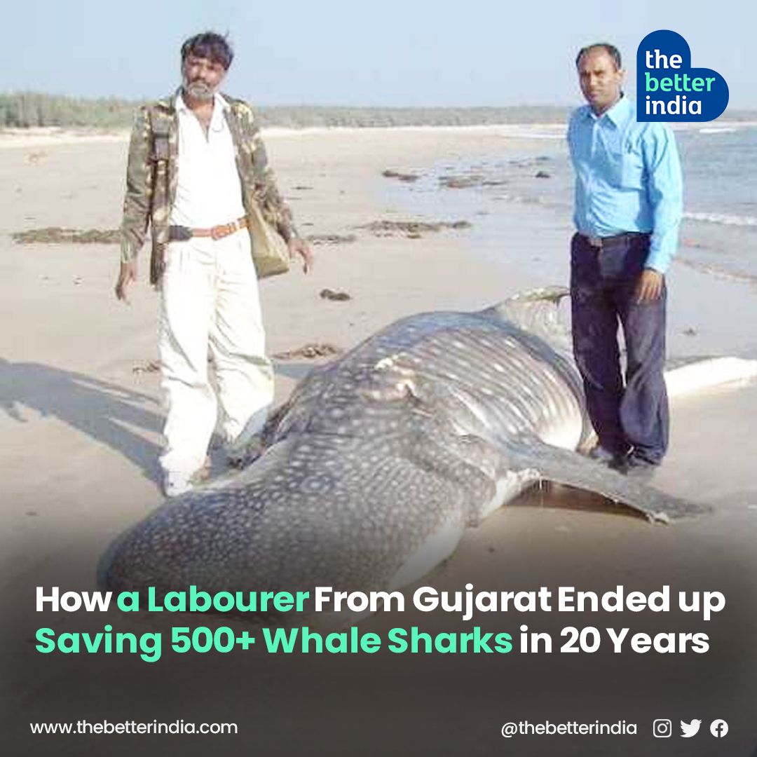 'Whenever a whale shark is in trouble, I rush to its rescue,' says Dinesh Goswami, whose team of over 200 volunteers has successfully rescued more than 500 whale sharks along the coast of Gujarat. 

#WildlifeWeek #MarineLife #AnimalConservation #Gujarat #OceanConservation