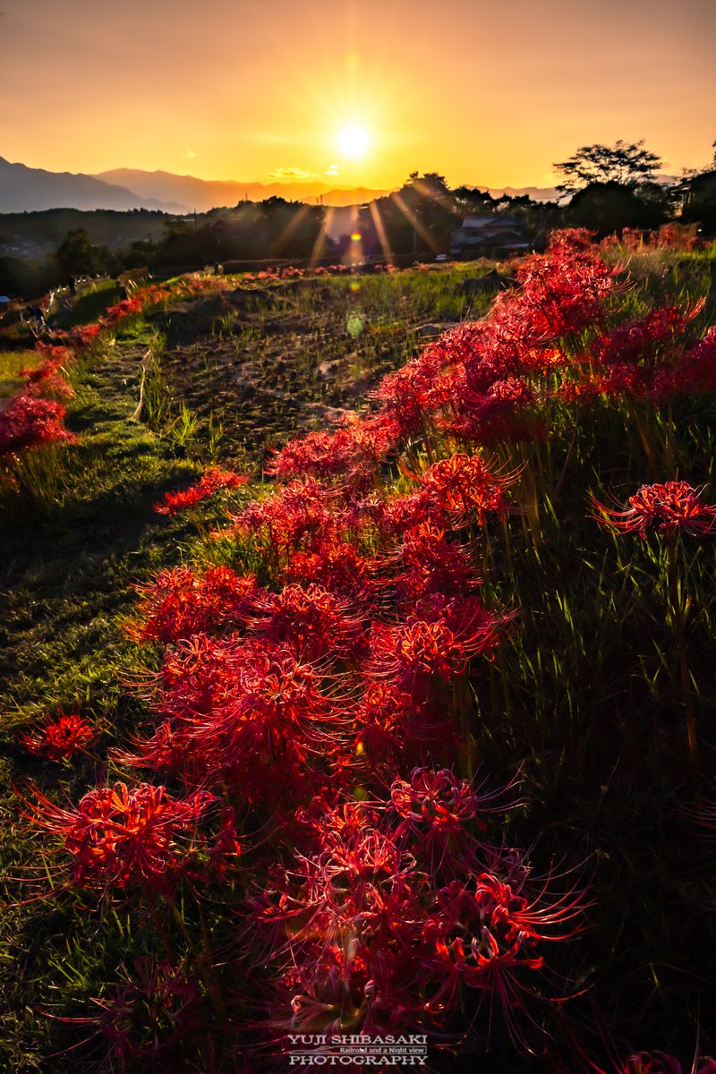秩父の棚田に咲く実りの秋。