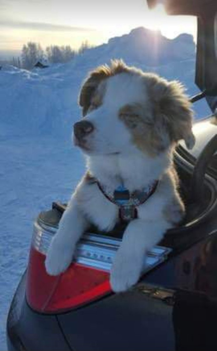 Some are just born into the good life. 

#alaska #winter #australianshepherd #aussielovers #aussie #redmerle #puppy #puppylove #littleguy #happydog #handsomedevil #puppyoftwitter #cutie #heartbreaker #goodboy