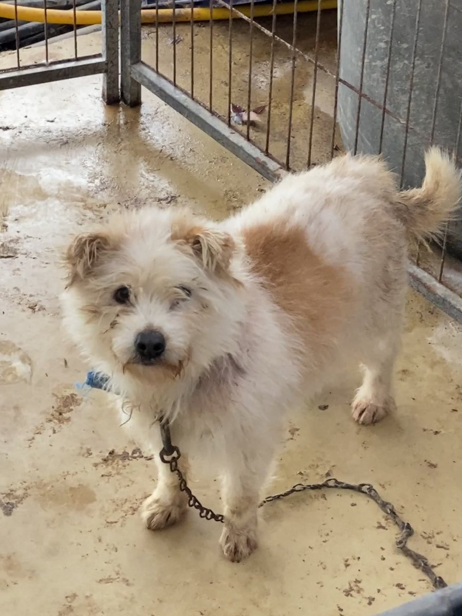 🥀곡성보호소는 안락사가 시행되는 곳 입니다🥀

🥀 크림이는 안락사 리스트는 아니지만, 
이 아이들이 입양간다면 안락사 확정된 아이를
 살릴 수 있습니다🥀

🍦크림이 / 남아 / 21년생 / 10kg 추정🍦

📌 문의는 군청 담당자에게 연락해주세요!
(☎ 061-360-8372)