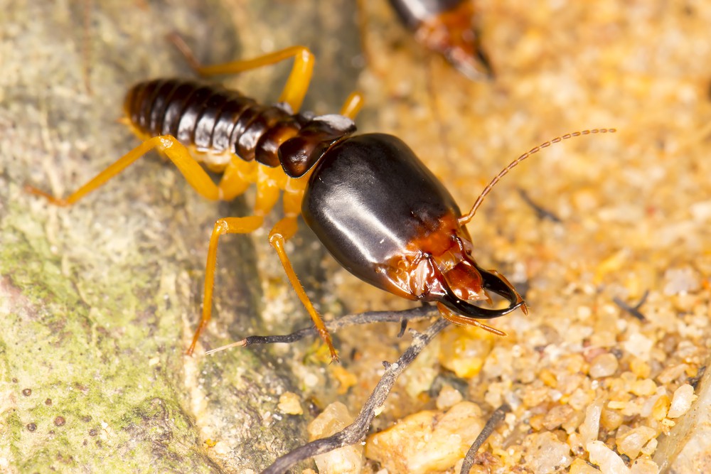 JudyOrr's tweet image. Subterranean Termite Behavior. Learn how Termites behave and act and damage your home. Book your free crawl space inspection now and take up the fight against termites.

▸ lttr.ai/AH8P4

#KnowingTermiteBehavior #CrawlSpaceEncapsulation #TermiteControl #TermiteDamage