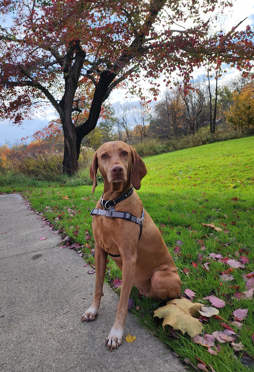 When every break turns into a fall photo shoot! Sorry Mia, you're just too darn cute!!! #sorrynotsorry #truckerlife #truckerdog #vizsla #fall #dogsoftwitter #dogsofx #Pennsylvania