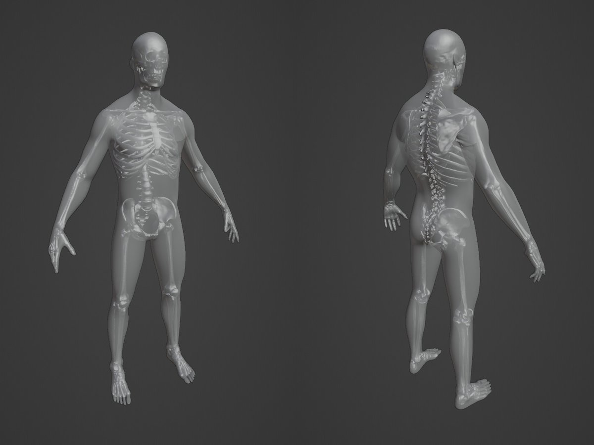 Arthos222's tweet photo. I have just started working on my musculo-skeletal simulation. At the moment, I have got the skeleton and skin geometry for a basic male character using Blender #b3d. 
I have rigged the skeleton and we can animate it by retargeteing mocap animations!

#CFX  #Simulation  #anatomy https://t.co/AW4G2giMWb