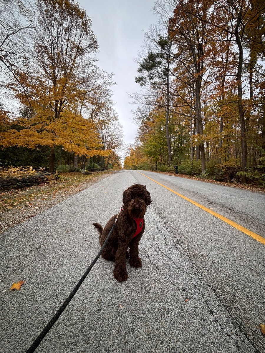 Canadian fall 🍁