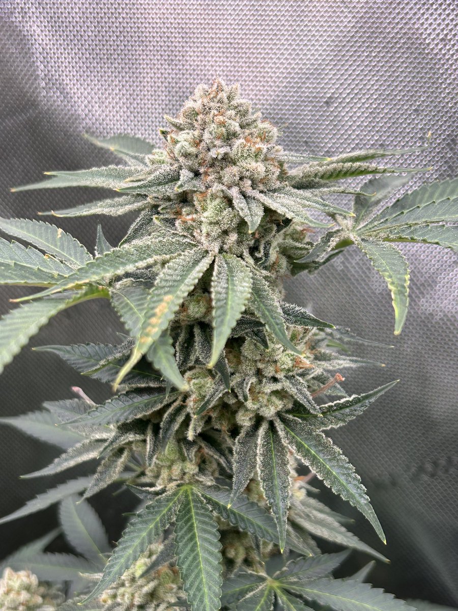 AvantGrow's tweet photo. RUNTZ x LAYER CAKE 🌺 Harvest pics! This strain was loads of fun to grow in living soil and has been smoking great, with different flavours being highlighted in each plant. Full diary in bio! 🌿 #growyourown #CannabisCommunity #Mmemberville #cannabisgrower #420friendly https://t.co/HwzTOZkW46