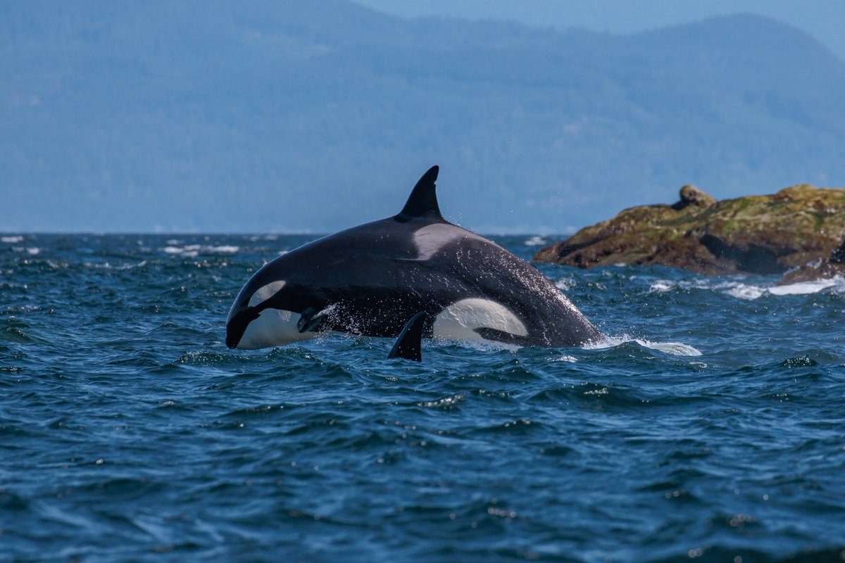 Today is a very special day in the history of marine mammals. 51 years ago today, the Marine Mammal Protection Act was started. 

The Marine Mammal Protection act was an important milestone in ocean conservation.

#vanislandwhalewatch