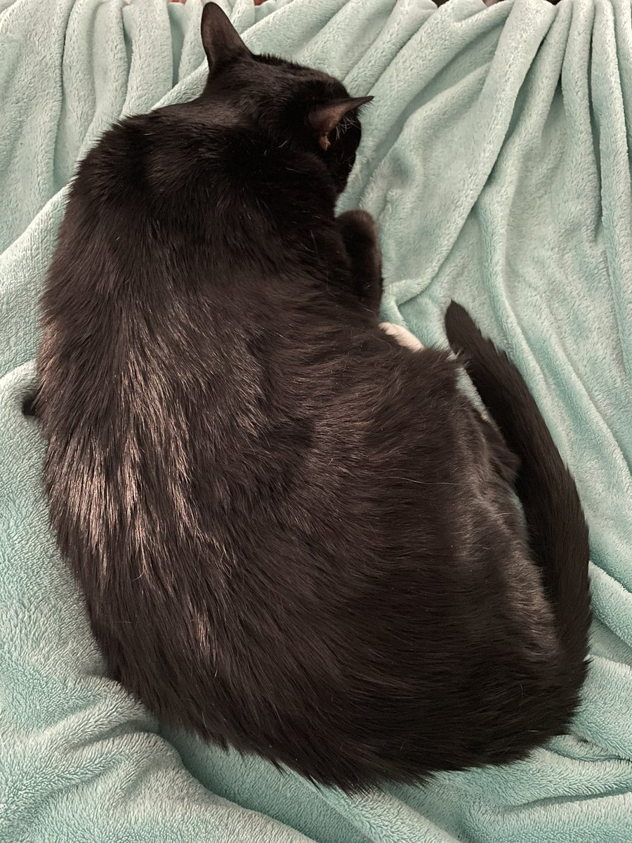 Is Meowmy taking sleeping photos of me again? ~Wednesday 🐾 💤 😴 #PanfurSquad #tuxiecat #tuxielove #tuxiesofinstagram #tuxiesrule #TuxieGang #CatsOfTwitter #CatsOfX