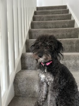 millypod1's tweet photo. WILLOW HOME SAFE. THANKS FOR RT's 😊🐕🐾

🆘18 OCT 2023 #Lost WILLOW #ScanMe  
Black Collie Cross Female 
Morkery Woods, near #Stretton #Rutland #NG33 #Lincolnshire #Leicestershire https://t.co/GWktxLurw4 https://t.co/Te6P7Os6uc
