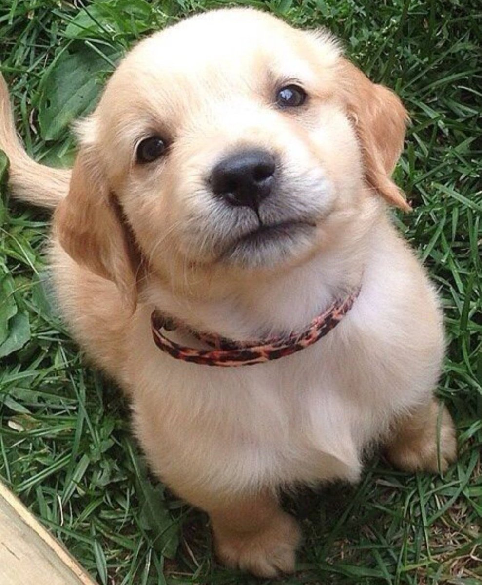 LoverCuteDogs's tweet image. 