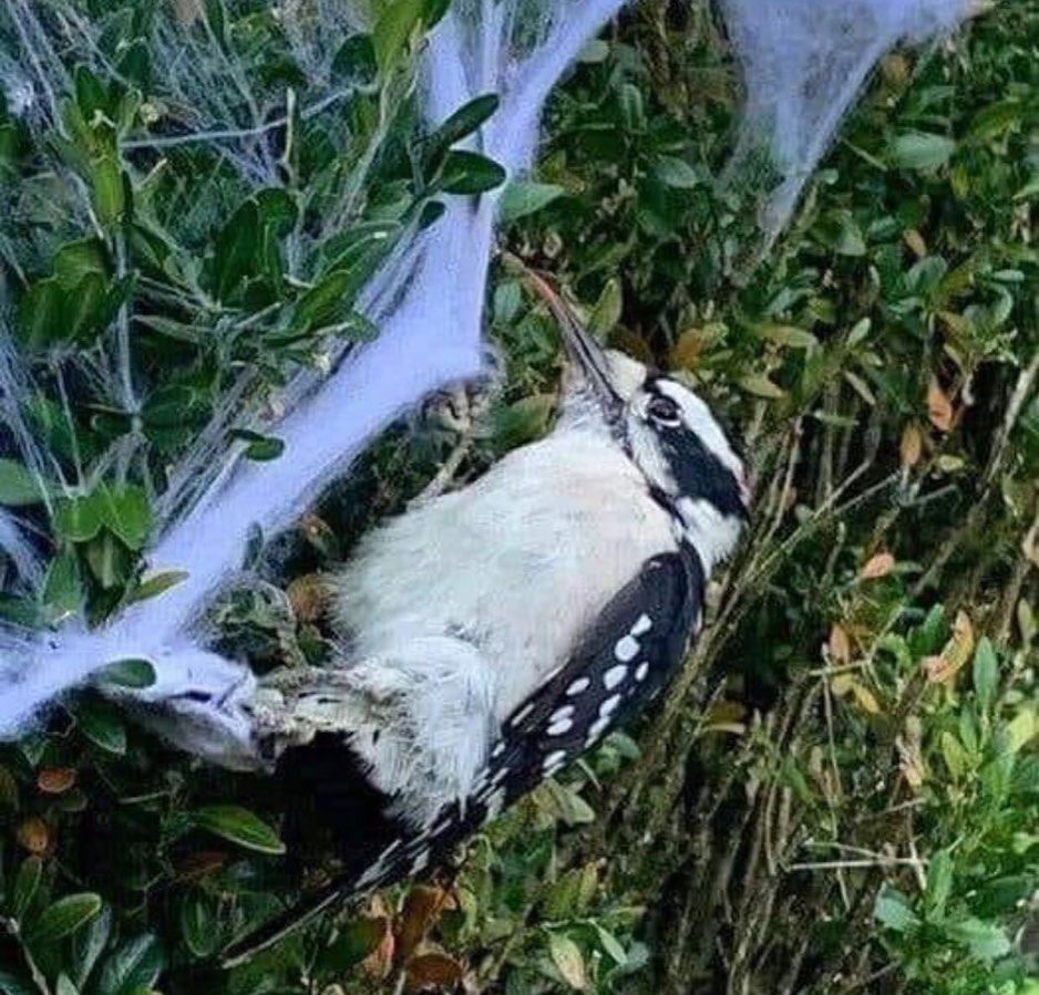 Mike Klassen 麥嘉信 🇨🇦 tweet media