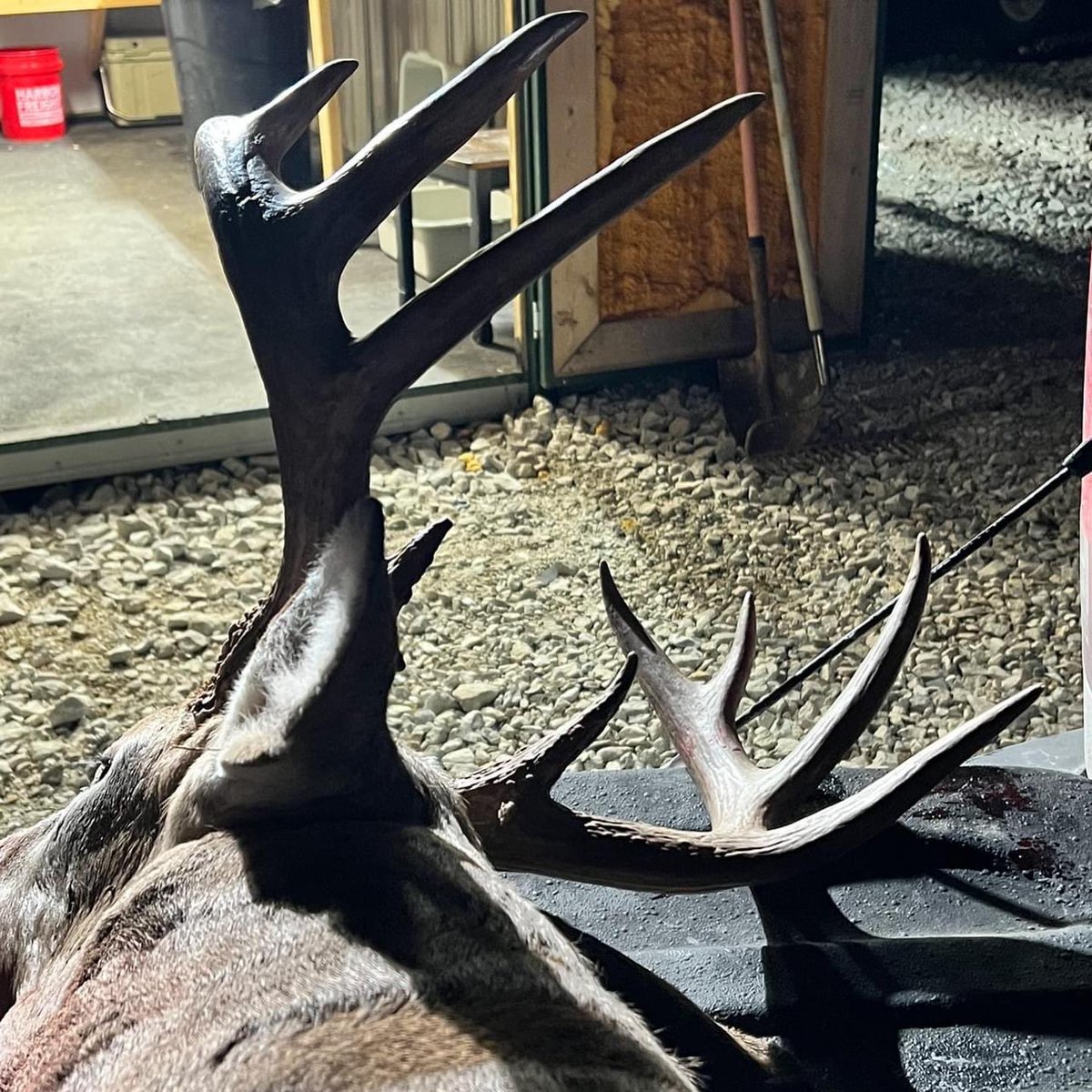 Buck_Chasers's tweet photo. Big congrats to Jared on a stud 10 pointer. Weโve been so close all week with several big boys seen on their feet. One more night to make it happen for this group. Good luck to all our hunters. #illinoishunting #bowtech #bowtecharchery https://t.co/NcUcdN0f1c