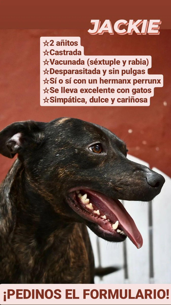 La pitbull trucha en adopción en @perritosenadopcion_caba @lagarzasosa_ #EnAdopcion