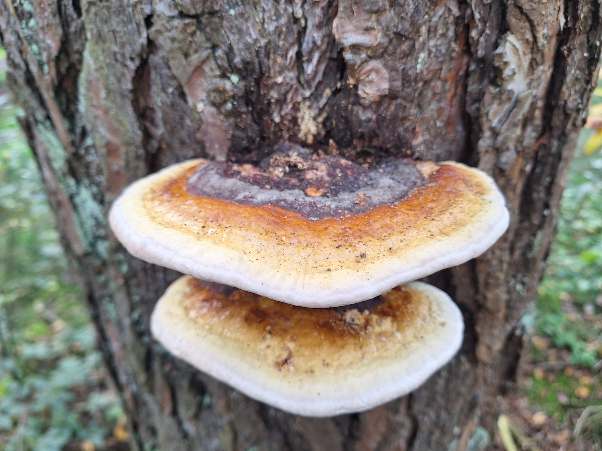 Heerlijk weer om met de kids door de <a href="/DeMaashorst/">Bezoek de Maashorst</a> te wandelen. Op zoek naar mooie paddenstoelen e.d. 🍁🍂