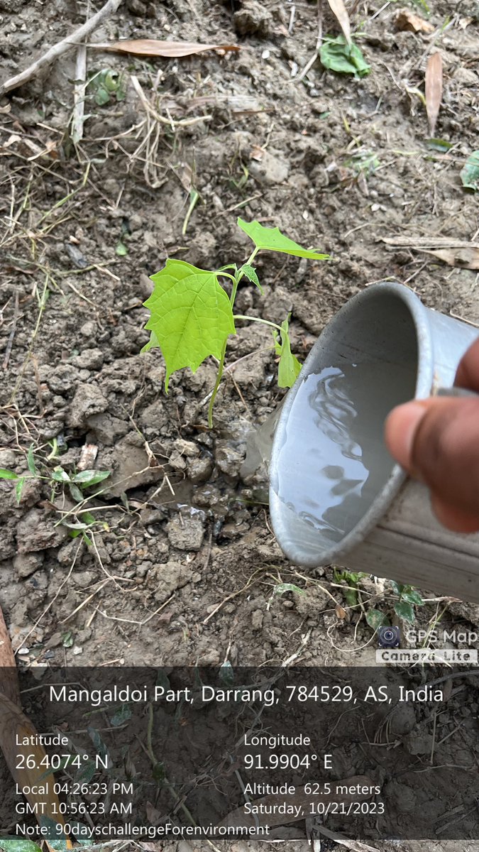 Goutamdeka0's tweet photo. Day 23 of my 90-day Environment Challenge! I Planted a Gomelina arborea tree today in our area.
Happy Durga Puja😊to all💐
@_NSSIndia @nss_dietjorhat @NssrdD @GUCampusNSSUnit @NSSCellDU @MangaldaiU @nss_rdguwahati @GoNorthEastIN @guwahatiplus @DrRanjanKrKaka1 #asssam #DurgaPuja https://t.co/LpUkBlYL2W