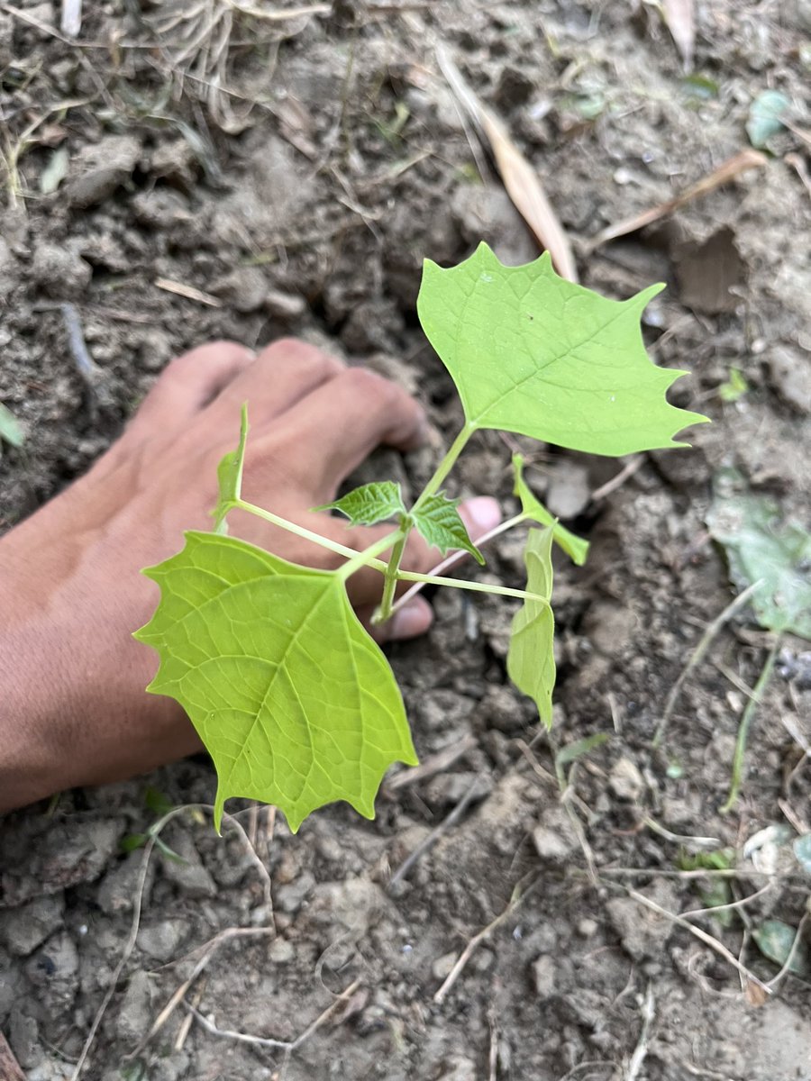 Goutamdeka0's tweet photo. Day 23 of my 90-day Environment Challenge! I Planted a Gomelina arborea tree today in our area.
Happy Durga Puja😊to all💐
@_NSSIndia @nss_dietjorhat @NssrdD @GUCampusNSSUnit @NSSCellDU @MangaldaiU @nss_rdguwahati @GoNorthEastIN @guwahatiplus @DrRanjanKrKaka1 #asssam #DurgaPuja https://t.co/LpUkBlYL2W