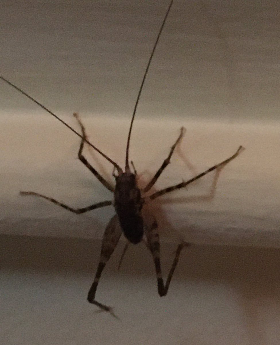 𝔻𝕖𝕓𝕠𝕣𝕒𝕙 🥃🖊️ tweet media