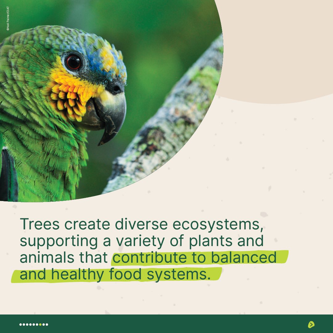 TheLandAlliance's tweet photo. 🌳Trees create diverse ecosystems, supporting a variety of plants and animals that contribute to balanced and healthy #food systems.

By protecting our trees, we can build more sustainable, resilient, and food-secure communities.

#Trees4Resilience https://t.co/V9cAwhhnHt