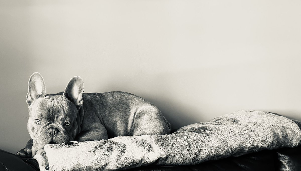 KO_Reis86's tweet image. #Saturdaze 🩶🐾