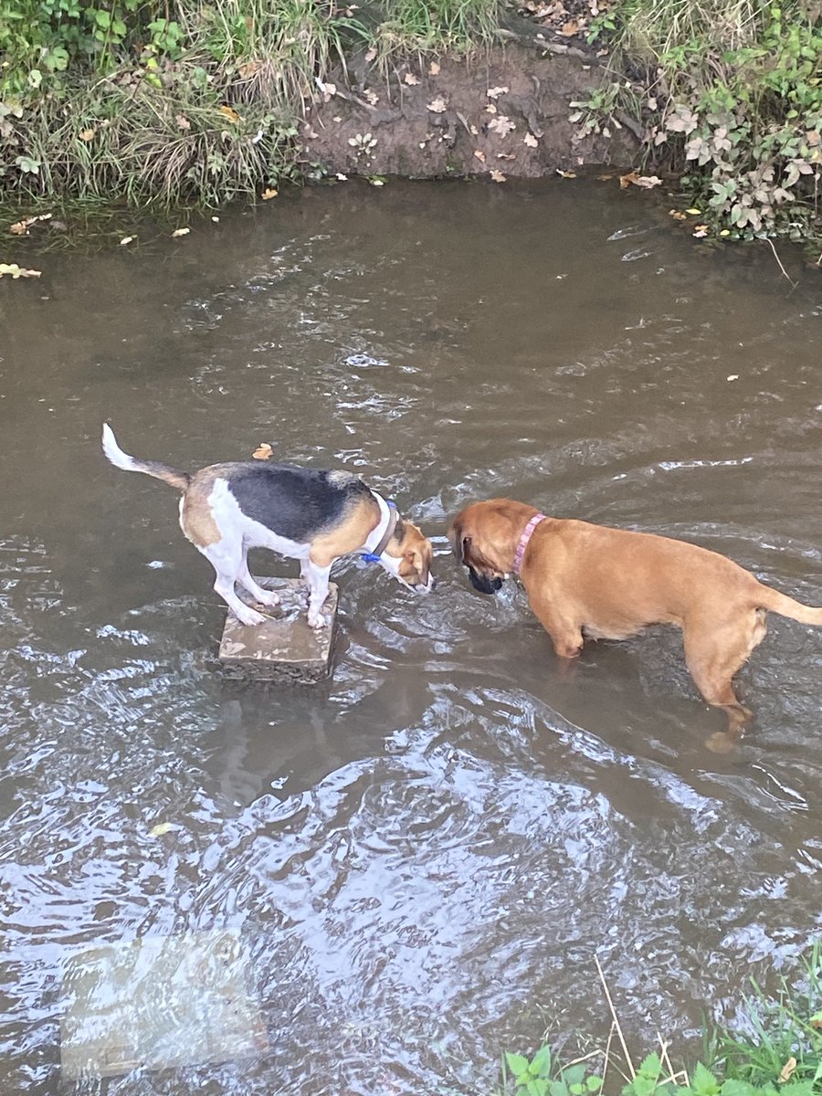 Not sure Hector likes the water