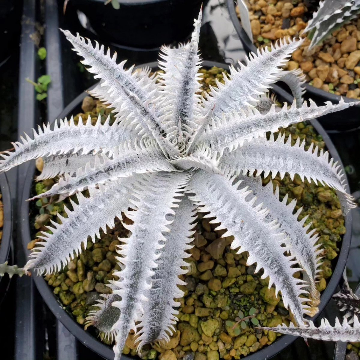 にんにん(Dyckia Maniax ディッキア・マニアックス) (@ninninbgc) / X