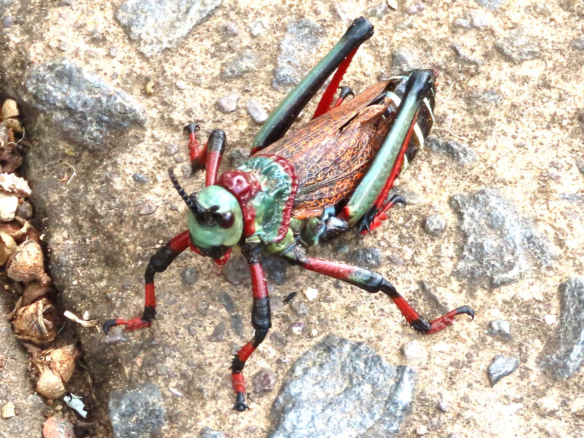 WWWings2023's tweet photo. #ThingswithWings #SomethingDifferentSaturday
King-sized and colourful in the #Drakensberg, #SouthAfrica
#Insects #TwitterNatureCommunity https://t.co/wxFUZS1jGl