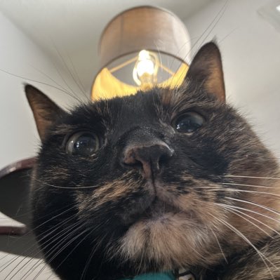 Hum_mochi's tweet photo. #NewProfilePic https://t.co/14pc6Osujn