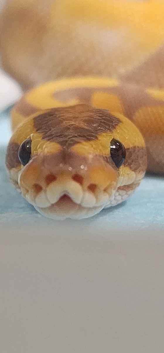 正面顔がたまらん！