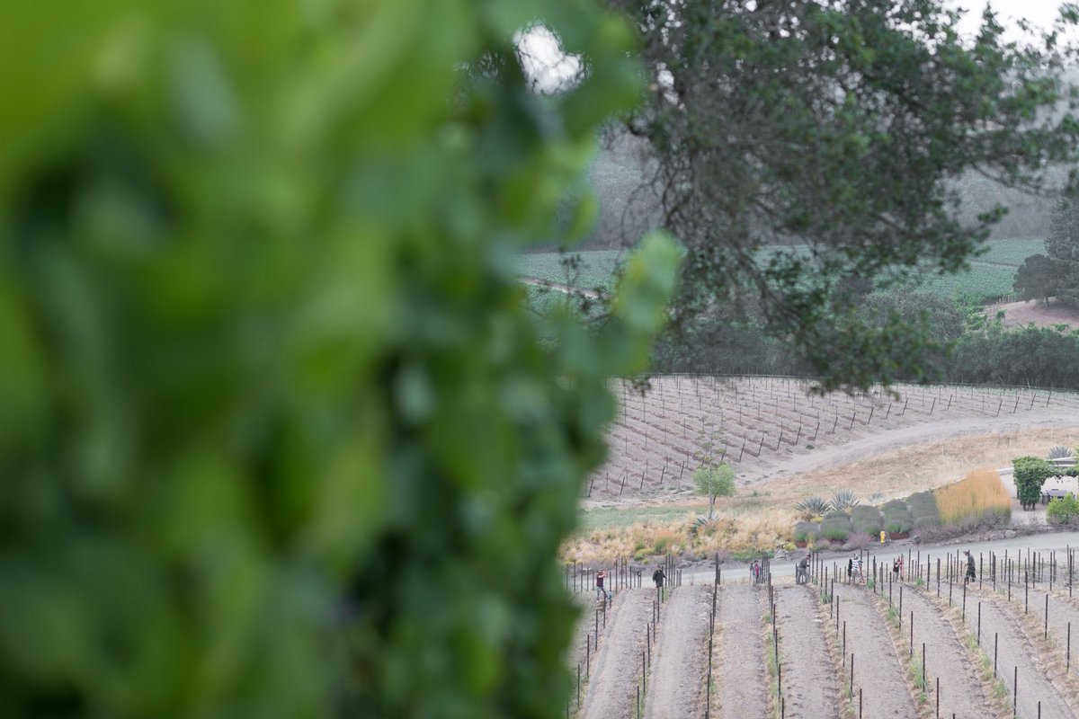 Planting with patience.
.
.
.
When planting a new vineyard or block, it is not uncommon for us to wait 10-15 years for a vineyard to show us that it is ready to be bottled on its own.