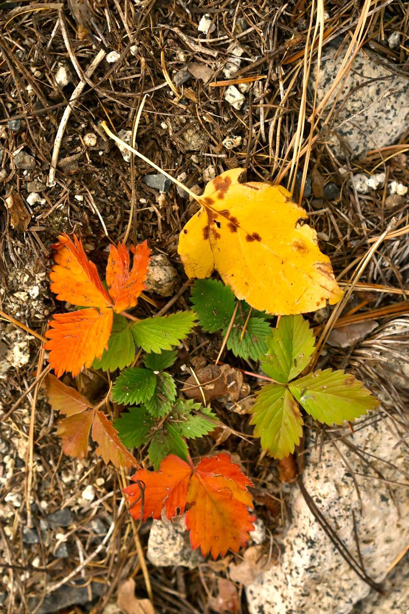 Poison turns pretty
Green leaves flame red, fire threading
through forest browns

#haiku #haikusaturday #PoisonIvy #AutumnVibes