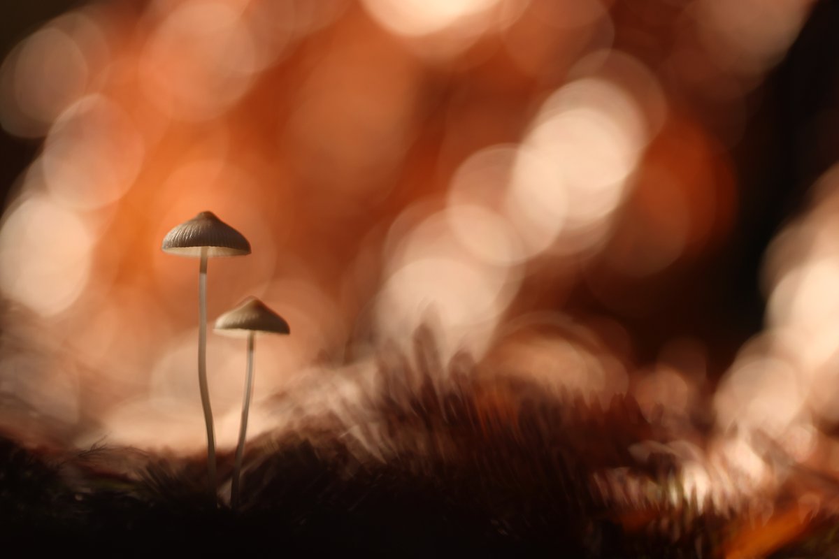 Mycena