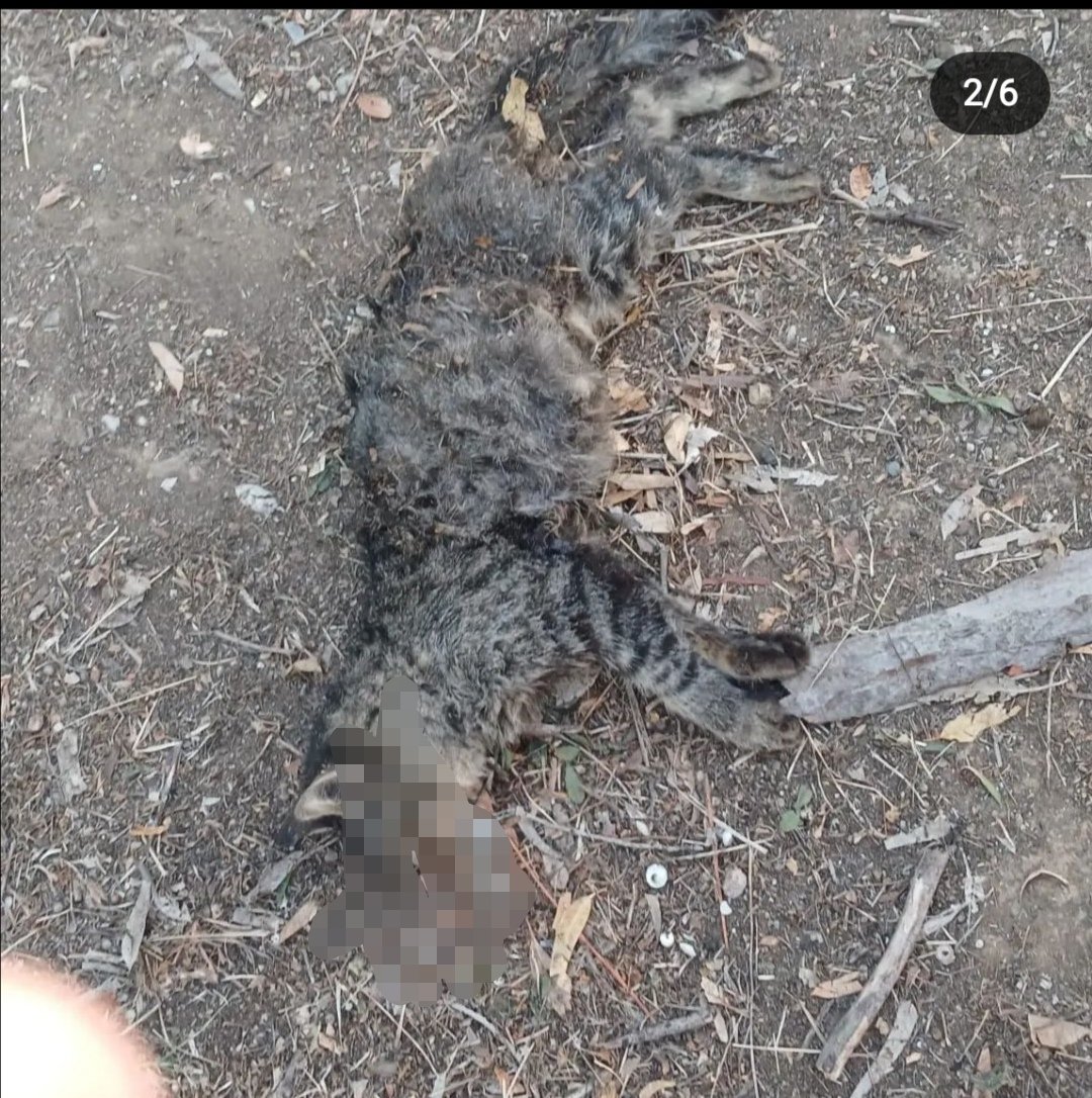 brlstr1's tweet photo. İzmir/ Buca'da 16 kedi katledildi.
İzmir/ Buca'da 16 kedi katledildi
İzmir/ Buca'da 16 kedi katledildi

Hayvanları korumayan kanun sizin olsun. Sahipli, sahipsiz hepsine kısırlaştırma zorunluluğu getirin.
@ibrahimyumakli @AliYerlikaya
@izmirvaliligi
#HayvanHaklarıAnayasaya https://t.co/MvSvd0E092