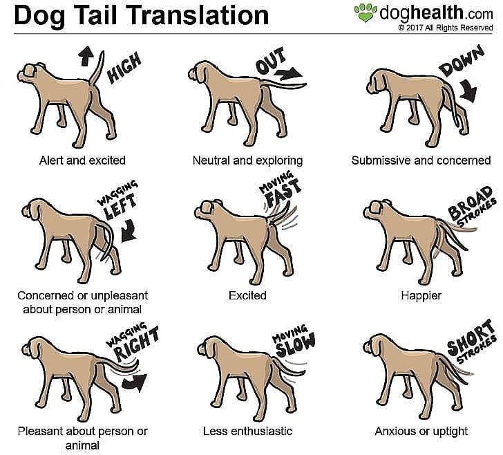 training4pets's tweet photo. Dogs use their tails to communicate a variety of emotions and signals. While there's no direct one-to-one translation for dog tail movements, here are some common tail positions and their associated meanings:

Wagging Tail: A wagging tail generally indicates happiness and excitement. The speed and intensity of the wag can convey different levels of excitement. However, it's essential to consider the overall body language along with the tail to understand the context.

Tail Held High: When a dog holds its tail high, it often signals confidence and alertness. It can be a sign of a dog feeling dominant.

Tail Tucked Between Legs: This is usually a sign of fear or submission. A dog might tuck its tail when it's feeling anxious or uncomfortable in a situation.

Tail Straight Out: A tail held straight out suggests a dog is curious and interested in something. It's often seen when they're exploring or investigating.

Tail Between Legs: This is a clear sign of fear or submission. When a dog tucks its tail between its hind legs, it's trying to make itself appear smaller and less threatening.

Tail Wagging to the Right or Left: Some studies suggest that the direction a dog wags its tail can indicate its emotional state. Right wagging is associated with positive emotions, while left wagging can be associated with negative emotions.

Low Wagging Tail: When a dog wags its tail low, it can indicate uncertainty or insecurity. It may be a sign that the dog is not entirely comfortable in the current situation.

Stiff Tail: A stiffly held tail can be a sign of alertness or tension. It's often seen when a dog is focused on something.

Rapid Tail Wagging: Extremely fast and frantic tail wagging can sometimes indicate overexcitement or even anxiety. It's essential to pay attention to the overall body language in such cases.

No Tail Movement: Sometimes, a dog may hold its tail still. This can indicate that the dog is either very relaxed or, in some cases, potentially aggressive. It's crucial to consider other cues in these situations.