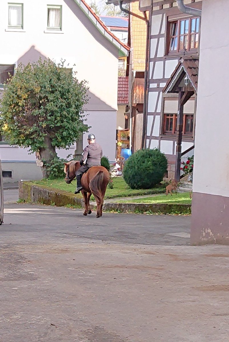 Ricci1289's tweet photo. Das aller erste Mal den Mann und das Pony ganz alleine ins Gelände geschickt.
Der #Rollmops hat ein Eisen verloren, daher konnten wir nicht mit.
Die Zwei sind gut zurück gekommen und hatten Spaß und nur wenig Diskussionen.
Ich freu mir! 😁 https://t.co/D1G7voKySS