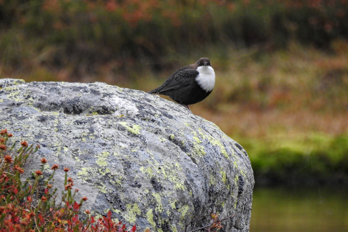 patagonianwild's tweet image. Mirlo acuático europeo 
White-throated dipper
(Cinclus cinclus). 

Laguna de Las Lomas, Montaña Palentina. Palencia, España. Octubre 2023.  

#mirloacuático #diper #cinclidae #palencia #montañapalentina #otoño #BirdsSeenIn2023  #wildlife