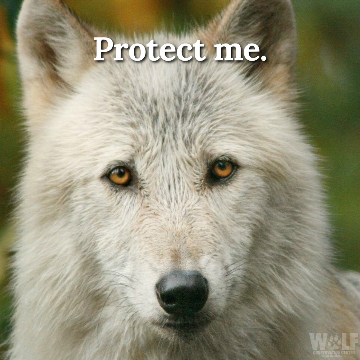 nywolforg's tweet image. OR wildlife officials are once again ignoring science - the state has issued a kill order for 2 wolves in the Keating Pack to &quot;protect&quot; cows. How many wolves must die in order for ODFW to listen to science, history, + ethics?

Killing wolves has no place in the 21st century.