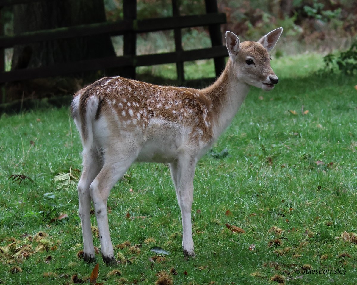 Barns32jules's tweet photo. Early morning visit to #bradgatepark few noisy Stags about, most noise from the fallow deer #wildlifephotography #bradgate https://t.co/yt86YmPLjX