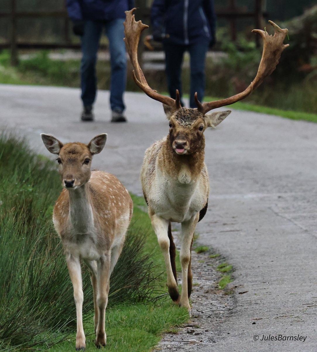 Barns32jules's tweet photo. Early morning visit to #bradgatepark few noisy Stags about, most noise from the fallow deer #wildlifephotography #bradgate https://t.co/yt86YmPLjX