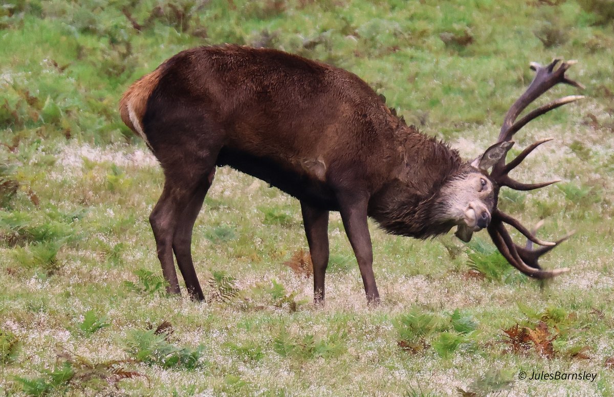 Barns32jules's tweet photo. Early morning visit to #bradgatepark few noisy Stags about, most noise from the fallow deer #wildlifephotography #bradgate https://t.co/yt86YmPLjX