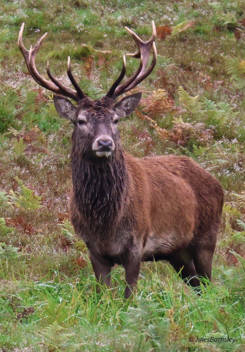 Barns32jules's tweet photo. Early morning visit to #bradgatepark few noisy Stags about, most noise from the fallow deer #wildlifephotography #bradgate https://t.co/yt86YmPLjX
