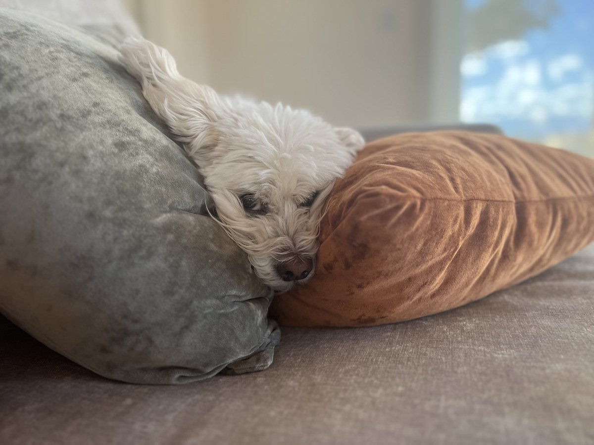 lindare's tweet photo. I call this the flying-ear-winking-eye-pillow-wedge position. Design and choreo by Miss June Carter Cash Ziskind. https://t.co/8EP4qbnP09