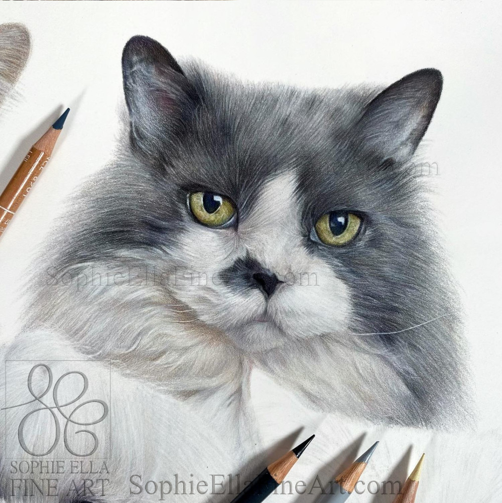 I’ve really enjoyed drawing each pet in this five subject portrait - This is the 4th so just one more to go before I can show them all together ☺️ #petportraits #petportrait #colouredpencilart #coloredpencilart #catportrait #youngartist #realisticpetportrait #giftidea #christmas