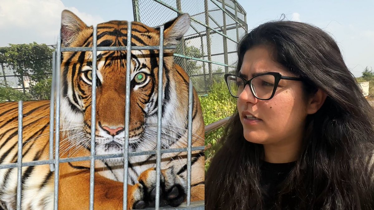 Are zoos helping in conservation? Watch the full video here. ✨ appopener.ai/yt/jgth8bjlh #ATRwithAarzoo