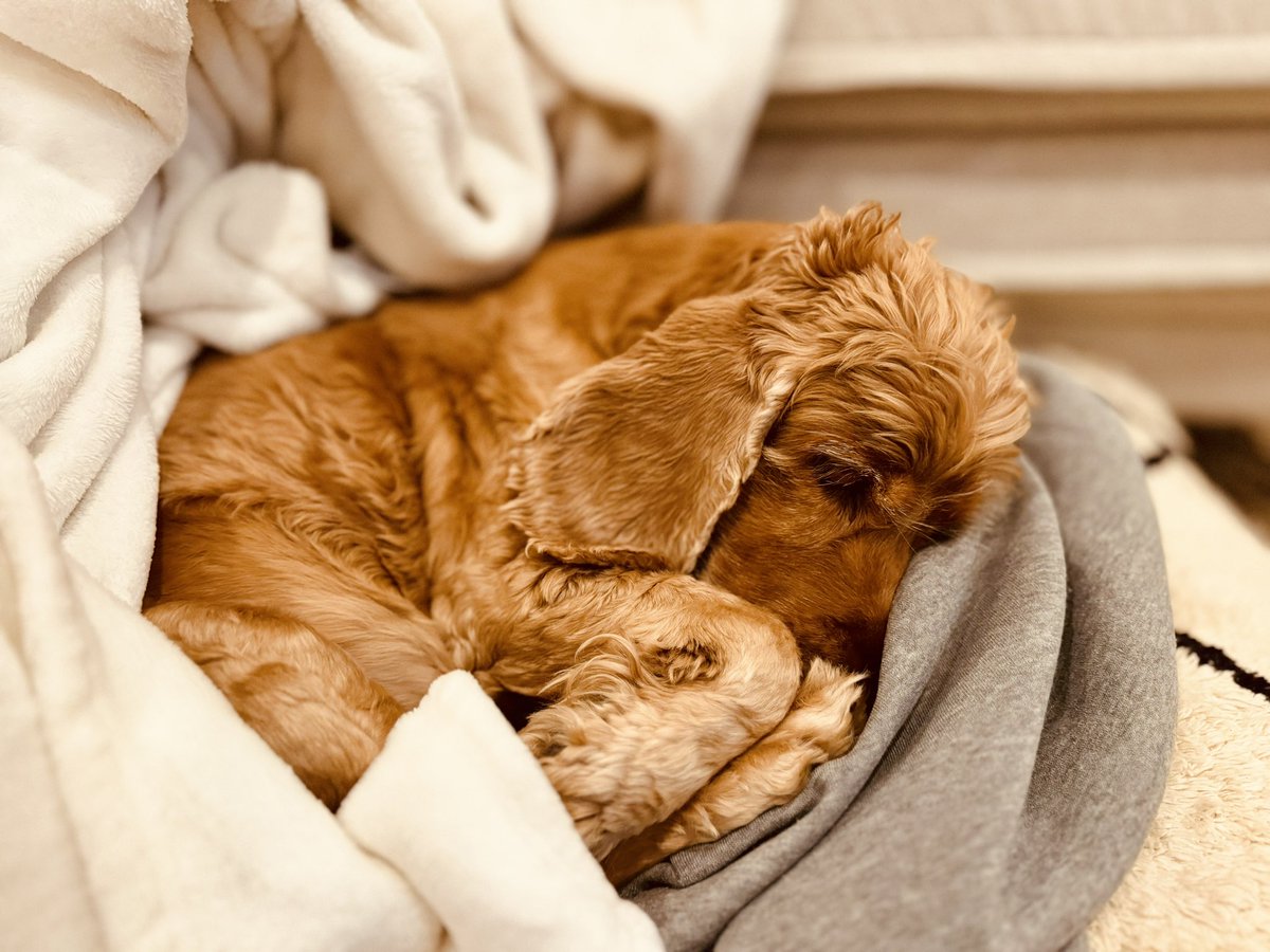 🐾 Prendre un moment pour apprécier la sérénité et la douceur en ces temps mouvementés. Rappelons-nous des petites choses qui nous apportent la paix. #PauseRéconfort #Sérénité