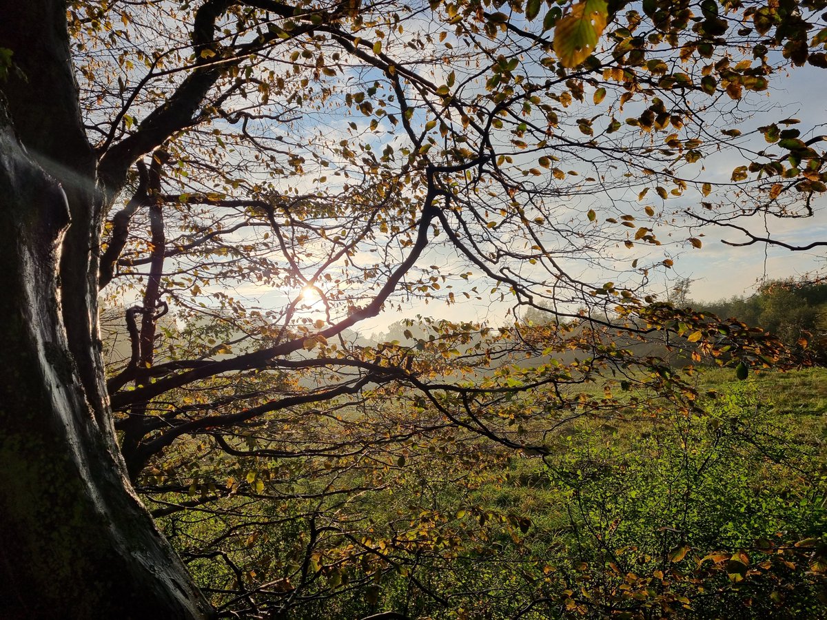 ein_unding's tweet photo. 4 von 5h Nieselregen, klassischer Herbstspaziergang. https://t.co/0hwiZN4COe