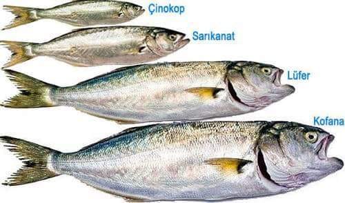 Onun adı Pomatomus Saltatrix. Karadeniz'de çıkar, yumurtadan. Ağaç yaşken eğilir misali daha 3 cm boyundayken bile ilaryaları kovalayacak cesarettedir.

Büyür, o yağlı güzel Karadeniz hamsisini yemeye başlar, hem de daha defne yaprağı iken.

Samsun, Sinop, Kastamonu derken
