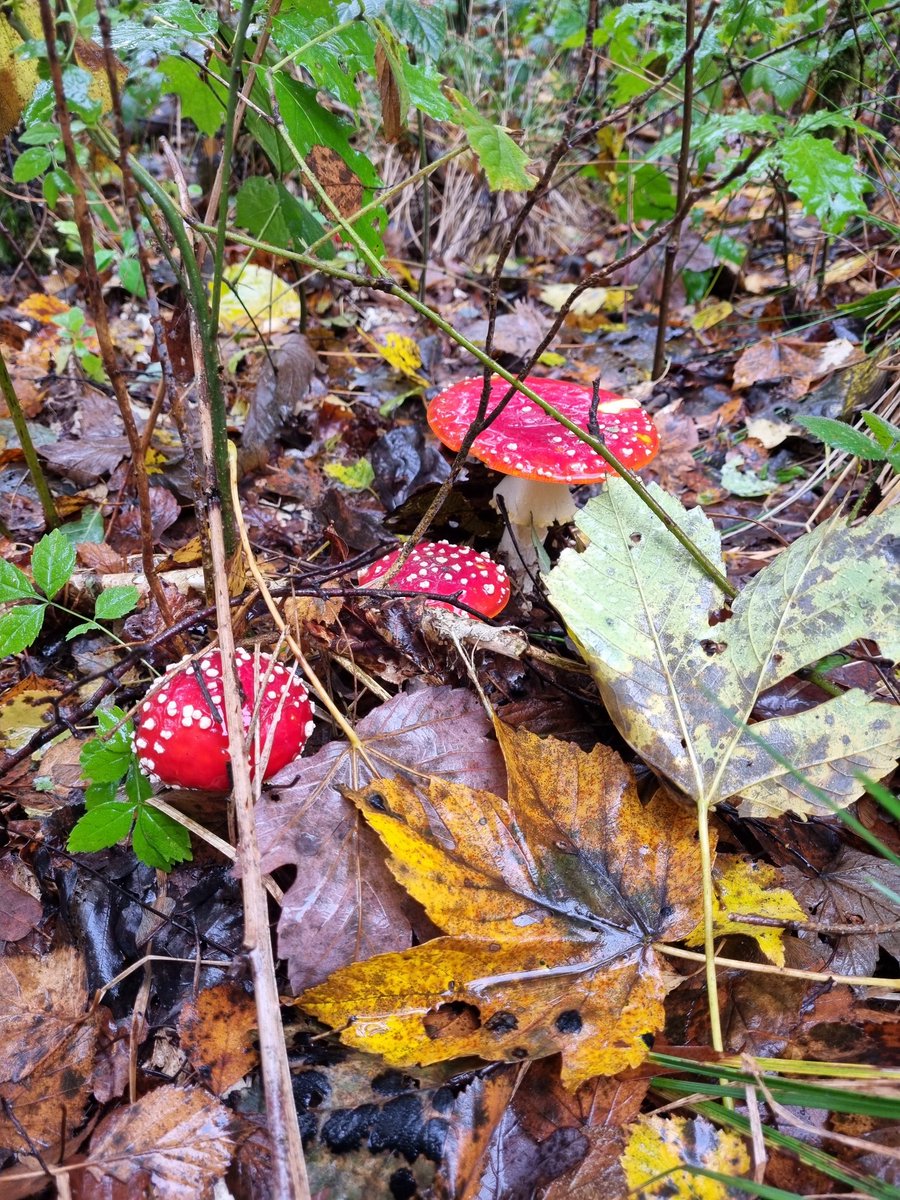 ein_unding's tweet photo. 4 von 5h Nieselregen, klassischer Herbstspaziergang. https://t.co/0hwiZN4COe