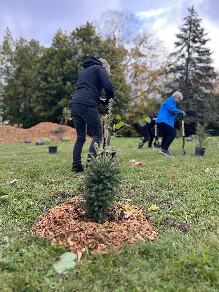 First tree planted in our new Microforest