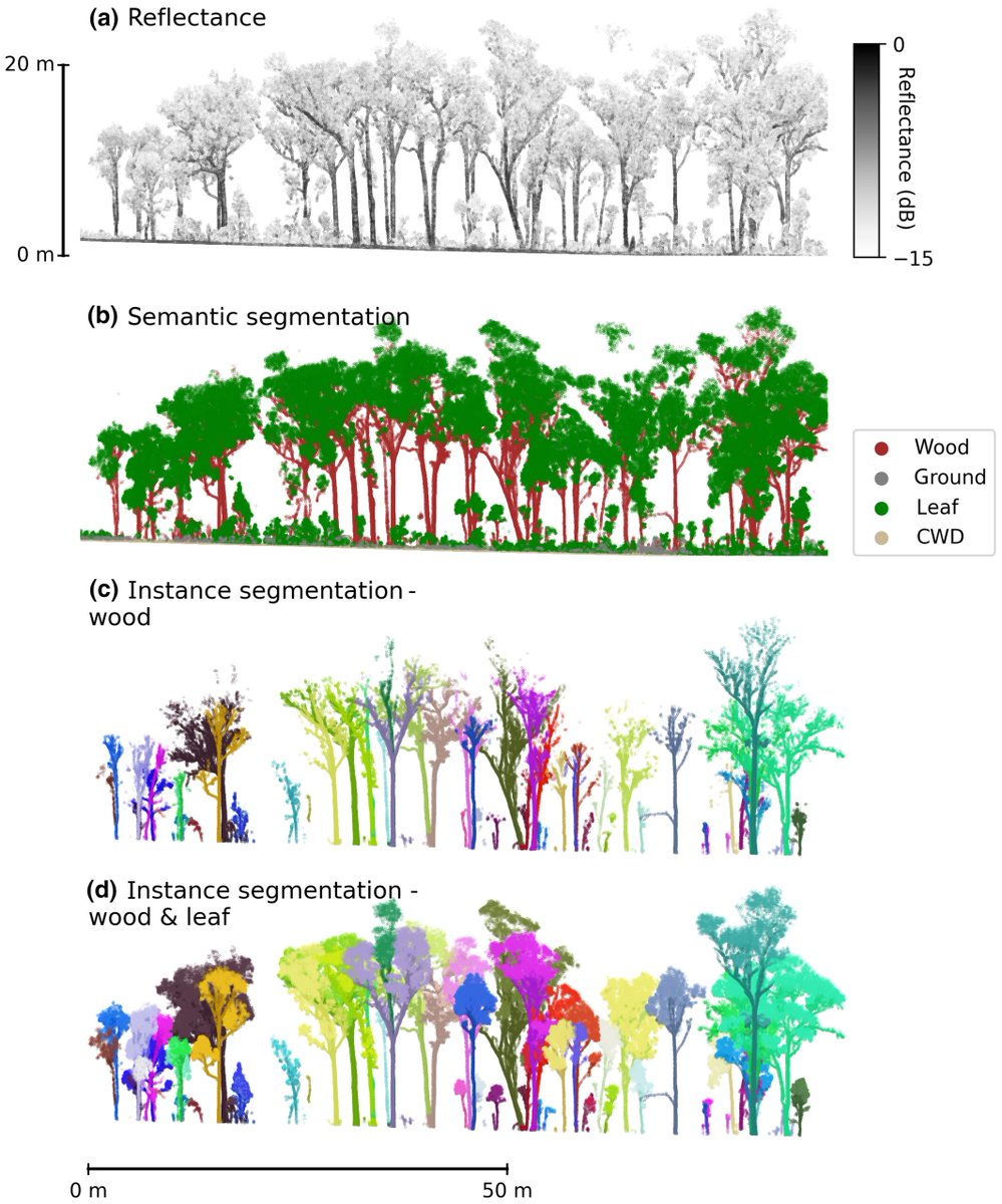 Terrestrial LiDAR is amazing and produces gobs of forest structural data.  But what to do with it all if you want to see the forest for the trees?  Enter 🔥TLS2trees🔥 by <a href="/kungphil/">Phil Wilkes</a> et al., the culmination of years of toil!
besjournals.onlinelibrary.wiley.com/doi/10.1111/20…
github.com/philwilkes/TLS…